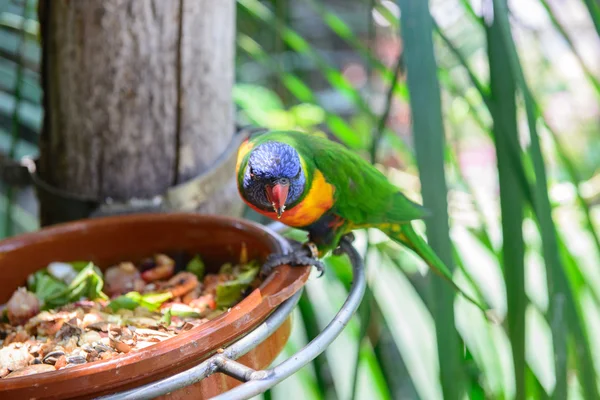 Papagaios fotografados em um parque — Fotografia de Stock