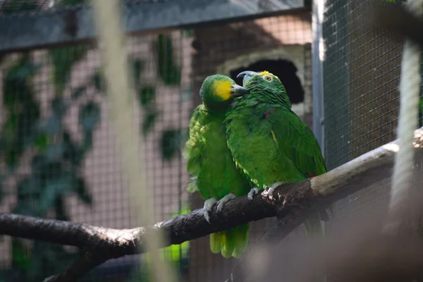 Parrots photographed in a park — Stock Photo, Image