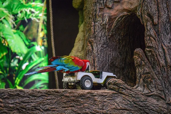 Papagaios fotografados em um parque — Fotografia de Stock
