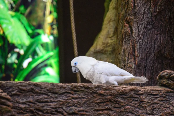 Papagaios fotografados em um parque — Fotografia de Stock