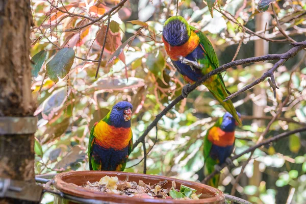 Papagájok fényképezett egy parkban — Stock Fotó