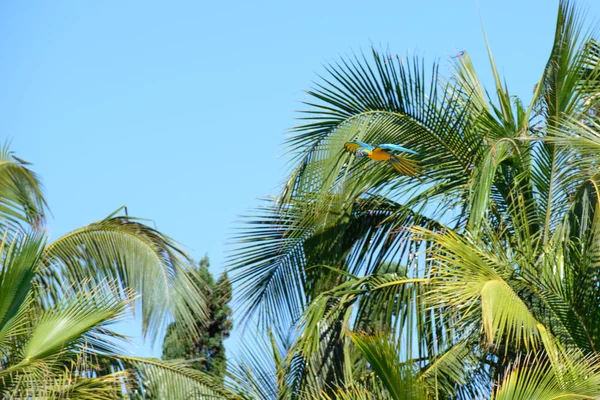 Papegøyer fotografert i en park – stockfoto