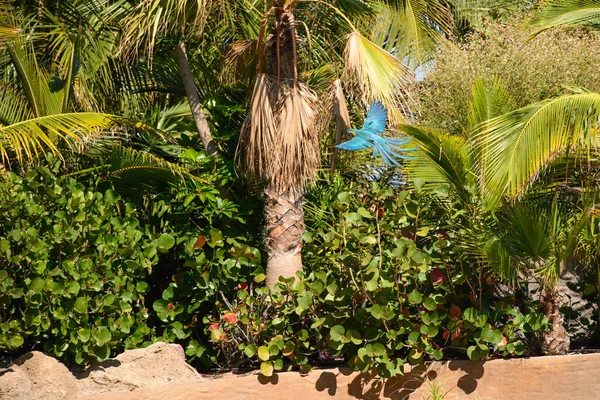 Loros fotografiados en un parque — Foto de Stock