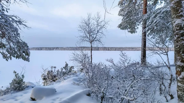 Russia Karelia Kostomuksha Here Tree Branch Background Sunset Sky December — Fotografia de Stock