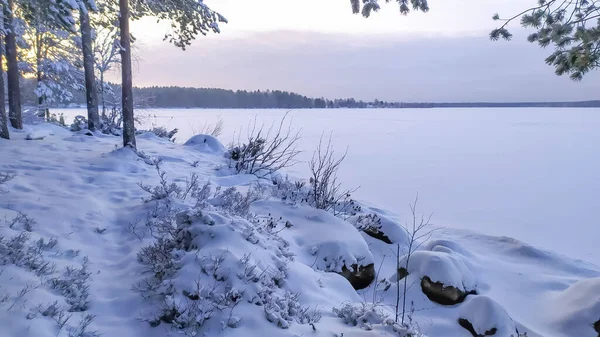 Russia Karelia Kostomuksha Here Tree Branch Background Sunset Sky December — 스톡 사진