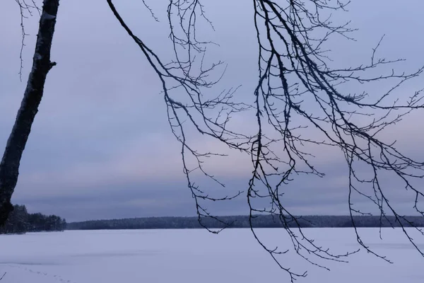 Russia Karelia Kostomuksha Here Tree Branch Background Sunset Sky December — Stock fotografie