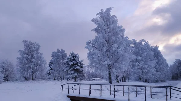 Rusland Karelië Kostomuksha Mooie Bomen Groeien Langs Beek Januari 2021 — Stockfoto