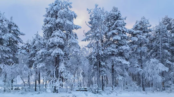 Ryssland Karelen Kostomuksha Träden Täckta Med Snö Januari 2021 — Stockfoto