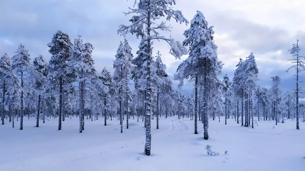 Rusko Karelia Kostomuksha Tenké Stromy Stojí Sněhu Leden 2021 — Stock fotografie