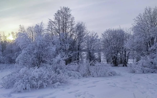 Rusko Karelia Kostomuksha Pod Měkkým Sluncem Roh Lesa Leden 2021 — Stock fotografie