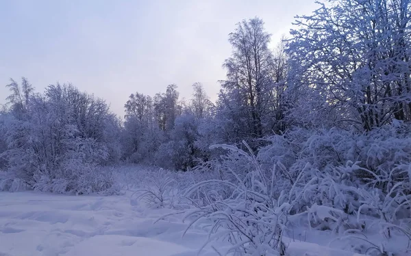 Rusia Karelia Kostomuksha Aquí Hay Paisaje Invernal Enero 2021 — Foto de Stock