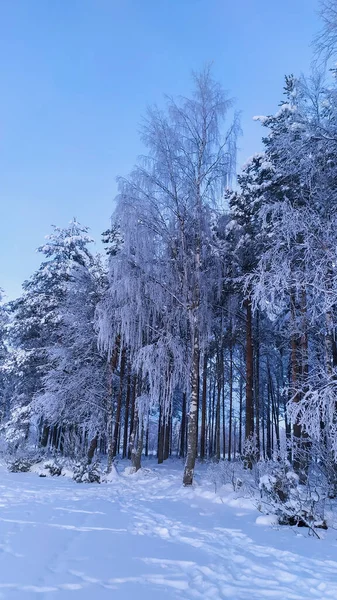 Rosja Karelia Kostomuksha Brzoza Powiesiła Zamarznięte Gałęzie Stycznia Rok 2021 — Zdjęcie stockowe