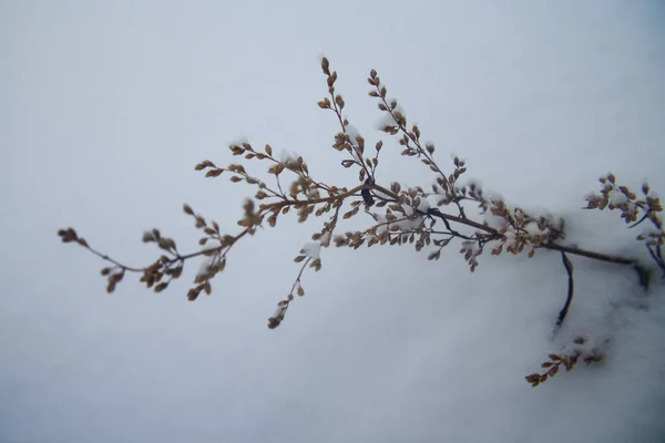 Russland Karelia Kostomuksha Liegt Ein Schöner Zweig Schnee Januar 2021 — Stockfoto