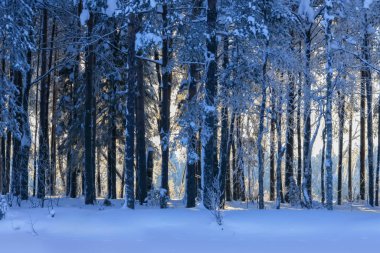 Güneş ağaçların arkasında parlıyor. Şubat 02.2021.