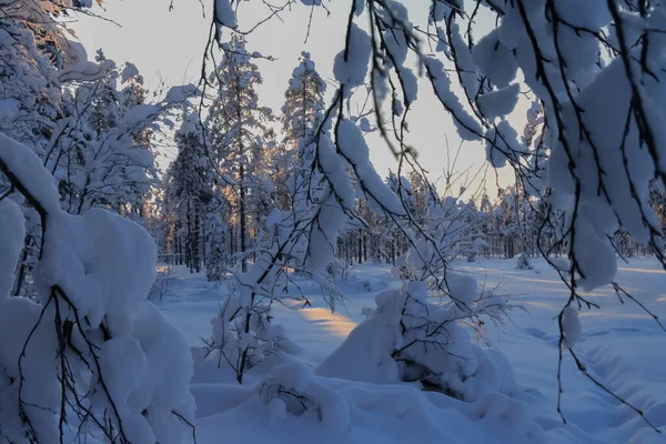 Χιόνι Βρίσκεται Στα Κλαδιά Των Δέντρων Φεβρουάριος 2021 — Φωτογραφία Αρχείου