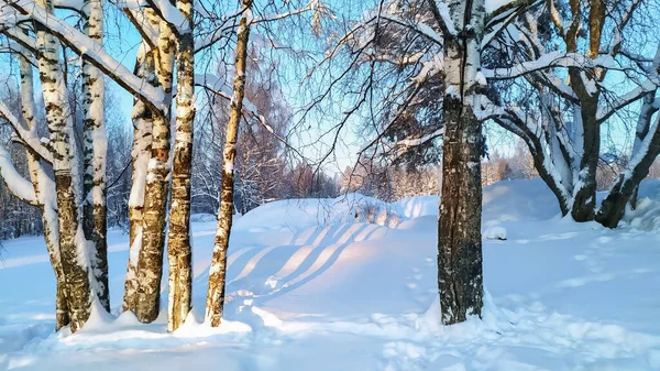 Solen Skiner Stammen Björk Februari 2021 — Stockfoto