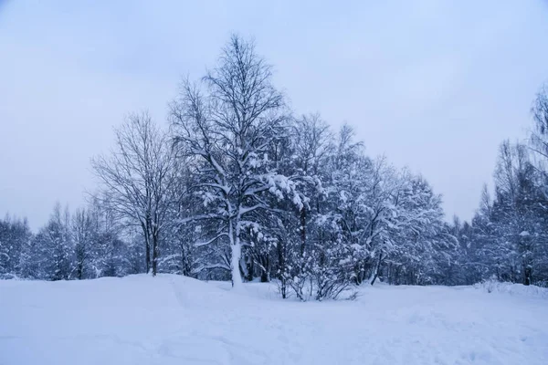 Neve Está Nos Ramos Inferiores Vidoeiro Fevereiro 2021 — Fotografia de Stock