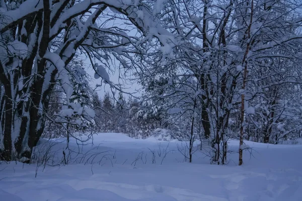 Takken Gebogen Onder Het Gewicht Van Sneeuw Februari 2021 — Stockfoto