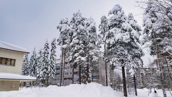 Městě Rostou Vysoké Borovice Jedle Kostomukša Karelia 2021 — Stock fotografie