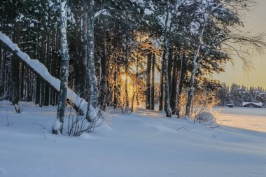 Ağaçlar parlak kış güneşini engelliyor.