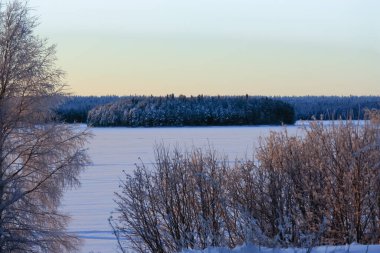 Akşam güneşi çalıları ve ormanı aydınlatıyor. Şubat, 09. 2021.