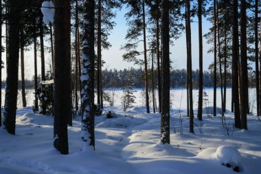Kış ormanında ince çam ağaçları.