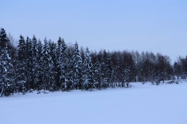  Noel ağaçlarında kar var..