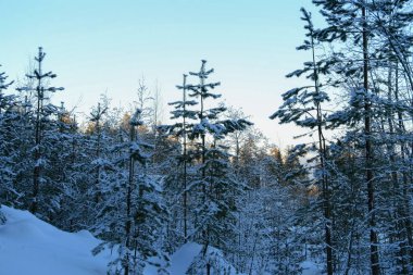 Mavi gökyüzüne karşı kardaki çam ağaçları. 
