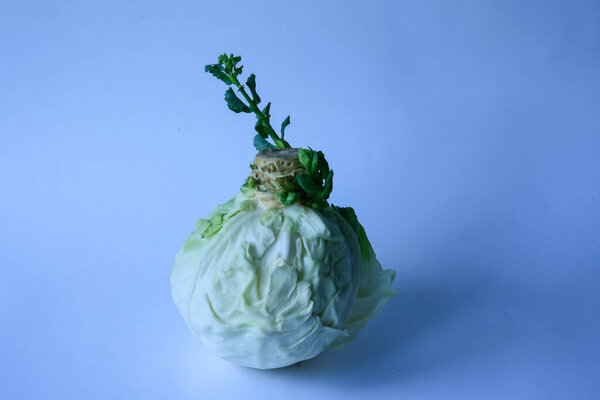 Белая капуста проросла весной.