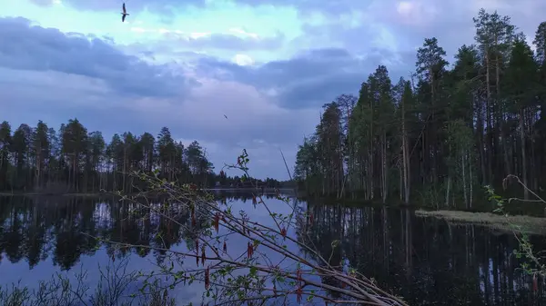 Birds Evening Sky Lake — 스톡 사진