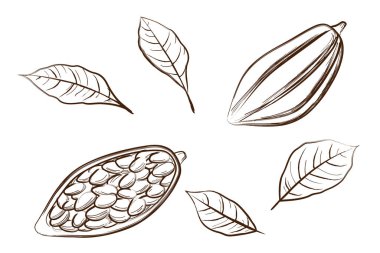 Tropik kakao tohumları. El çizimi çizim biçimi.