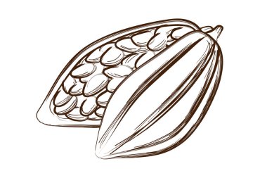 Tropik kakao tohumları. El çizimi çizim biçimi.