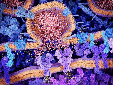 Nörotransmitter glutamat sinaptik damarlar tarafından presinaptik zara taşınır. Kalsiyum kanalları nörotransmiter retraksiyonunu sinirler arası yarığa tetikler. Glutamat, NMDA (solda) ve AMPA reseptörlerine bağlanır.