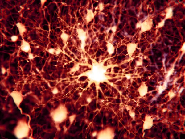 Astrocyty Protoplazmatyczne Odgrywają Aktywną Rolę Komunikacji Neuronowej Poprzez Synapsy Regulację — Zdjęcie stockowe