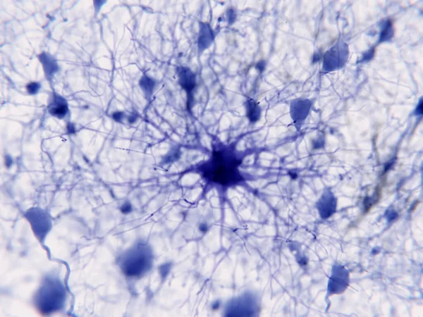 1つの小惑星は非常に多くのニューロンをサポートしている 神経回路機能のシナプスや制御による神経伝達には 細胞質の星細胞が積極的に関与しています — ストック写真
