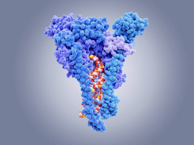 SARS-CoV-2 RNA bağımlı RNA polimeraz ve bir RNA parçası bağlı. COVID-19 tedavisi için umut verici bir hedef olan RdRp bir RNA şablonundan RNA 'nın kopyalanmasını hızlandıran bir enzimdir. PDB girdisi 6yy7
