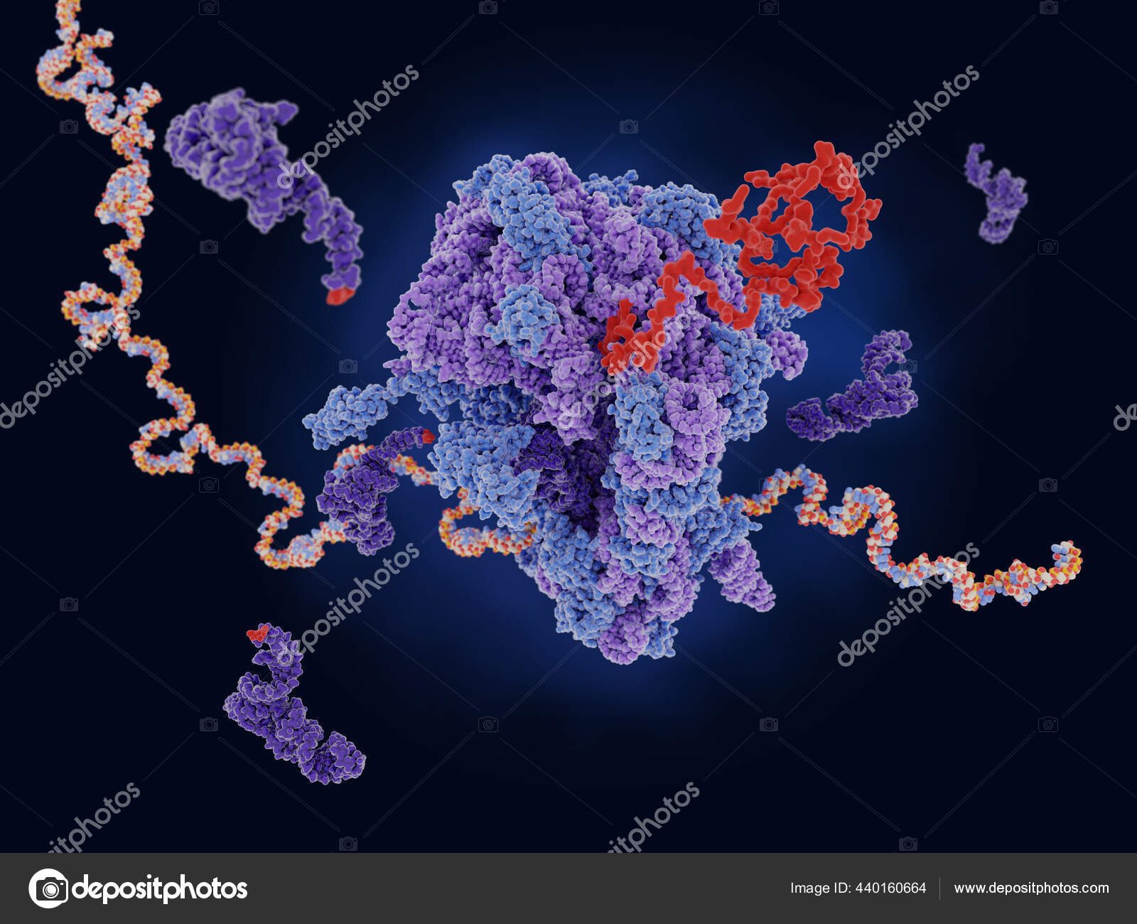 Grátis: Aula 3 Estrutura e função do RNA - Material Claro e Objetivo em PDF  para Estudo Rápido, image size:1600x1300