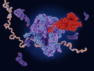 Ribosome translating mRNA into a polypeptide chain clipart