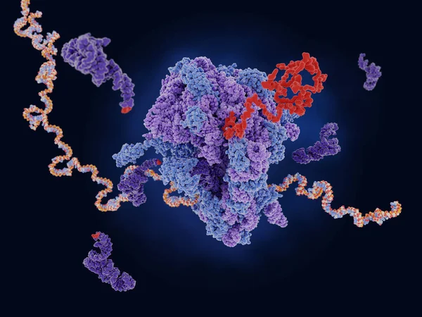 Ribozom Překládající Mrna Polypeptidového Řetězce — Stock fotografie