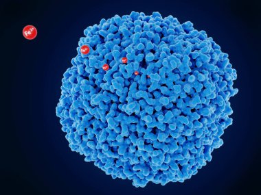 Ferritin demir iyonlarını emiyor.