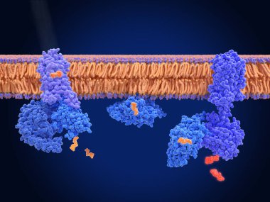 Rodopsin, kofaktörü retinal olan ışığa duyarlı G-proteinli bir reseptördür. G-protein transdüktörünü uyarır ve alt biriminin kurtuluşuyla sonuçlanır. Bu GTP bağlı altbirimler sırayla cGMP fosfodiesterazını etkinleştirir. 