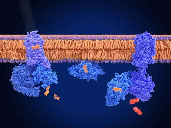 ロドプシンは 網膜と結合した光感受性Gタンパク質受容体である Gタンパク質のトランスフェリンを刺激しサブユニットの解放をもたらします このGtp結合サブユニットはCgmpリン酸化エステラーゼを活性化する — ストック写真