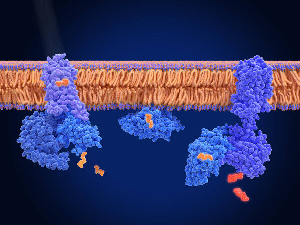 Rhodopsin is a light sensitive G-protein coupled receptor with retinal as cofactor.  that stimulates the G-protein transducin, resulting in the liberation of its  subunit. This GTP-bound subunit in turn activates cGMP phosphodiesterase. 
