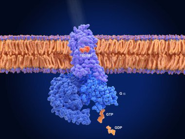 Rodopsin, kofaktör olarak retinal (kırmızı) reseptörü olan ışığa duyarlı G-proteine bağlı bir reseptördür. GSYİH salınımını sağlayan ve GTP 'yi (sarı) bağlayan G-protein transdüktörünü (mavi) uyarır (açık mavi).).  