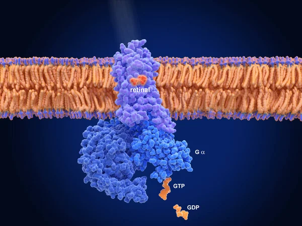 로돕신 Rhodopsin Red Protein 수용체이다 Protein Transducin 파란색 자극하여 Gdp — 스톡 사진