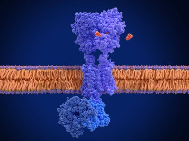 Baclofen ile GABA B reseptörünün etkinleştirilmesi. GABA B reseptörleri G proteinli reseptörlerdir. Bir agonistin (baklofen, kırmızı) bağlanması C-AMP sinyalleme yoluna yol açar. Kaynak: PDB girdileri 7eb2, 6r3q,.