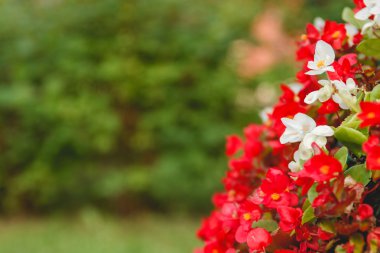 Arka plan boşaltmak ile çiçek. Yakın çekim.