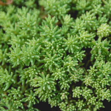 Yeşil çimen doğal arkaplan dokusu