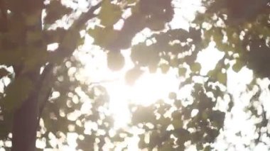 Zemin yeşil yaprakları arka plan güneş ışığı ile parlak