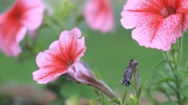 Rüzgarda sallanan çiçekler. Yakın çekim.